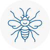 Whitehaven Hornet Nest Removals